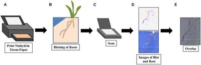 A Low-Cost Imaging Method for the Temporal and Spatial Colorimetric Detection of Free Amines on Maize Root Surfaces